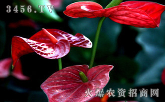 How to control Anthurium andraeanum leaf mildew?