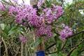 How to grow potted dendrobium