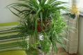 List of indoor plants that can purify the air