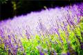 What is the flower language of lavender? legend of the flower language of lavender