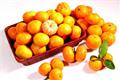 How to prevent and control the yellowing of sugar orange trees in the culture method of sugar orange