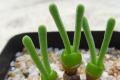 Green bunny halo raised in a flowerpot