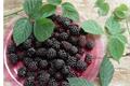 [nutritional value of mulberries] how about eating mulberries?