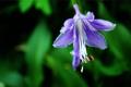 What are the points for attention in the culture of Hosta purpurea