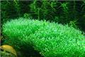 Deer antler moss, a magical plant that can create an undersea atmosphere for fish tanks.