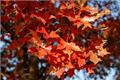 Acer truncatum, a red and fiery afforestation tree species