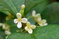 What is the price of sweet-scented osmanthus trees? what's the use of sweet-scented osmanthus trees?