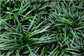 Planting methods and pest control of Yulong grass