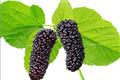 Is the mulberry fruit poisonous? the season of mulberry fruit