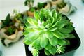 Matters needing attention in cultivation and maintenance of succulent plants in July