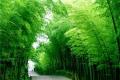 [characteristics of bamboo] what are the biological and medicinal characteristics of bamboo