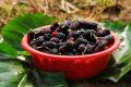 [the function of mulberry] how about eating mulberry?