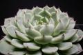 How to raise succulent plants in summer? is it easy to raise succulent plants?