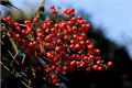 How to make Red Fruit Bonsai maintenance method of Red Fruit