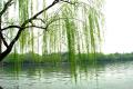 How to repair the wound of weeping willow