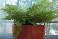 The function of Boston fern culture method