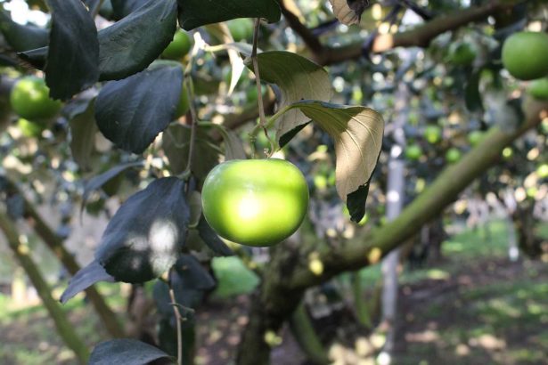 The farmer turned over because of her! Qiu Zhuying has been involved in jujube breeding for nearly 30 years.