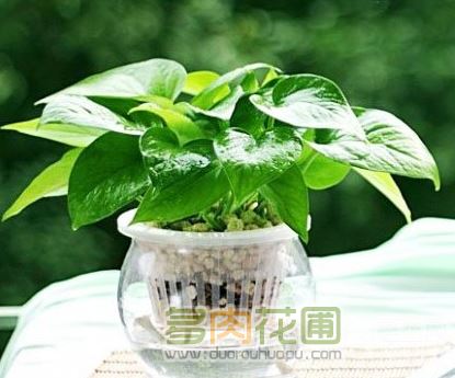 How to cultivate green pineapple in water?