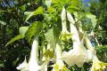 What is the effect of Datura stramonium flowers