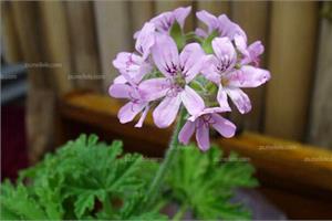 The efficacy and role of geranium geranium, geranium poisonous?