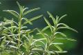 [efficacy and function of Rosemary] what is the function of rosemary