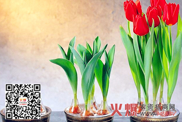 How do tulips grow in water?