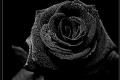 What is the flower language of black rose? what does black rose stand for?