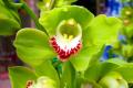 The culture method of Cymbidium, how long is the florescence of Cymbidium