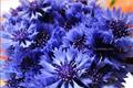 The flower language of blue cornflower and the appreciation of cornflower pictures