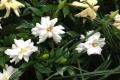 How to grow Gardenia jasminoides how to cultivate Gardenia jasminoides