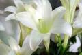 What is the flower language of lilies?