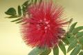 The efficacy and function of the albizzia flower, appreciation of the pictures of the albizzia flower