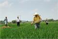 Control methods of Rice Diseases and insect pests