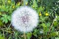 What is the fancy language of dandelion?