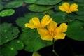 Aquatic plants introduce the species of aquatic plants