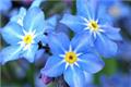 What are the effects and functions of forget-me-not?