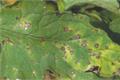 How to control tomato diseases and insect pests