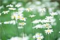 What is Daisy language?