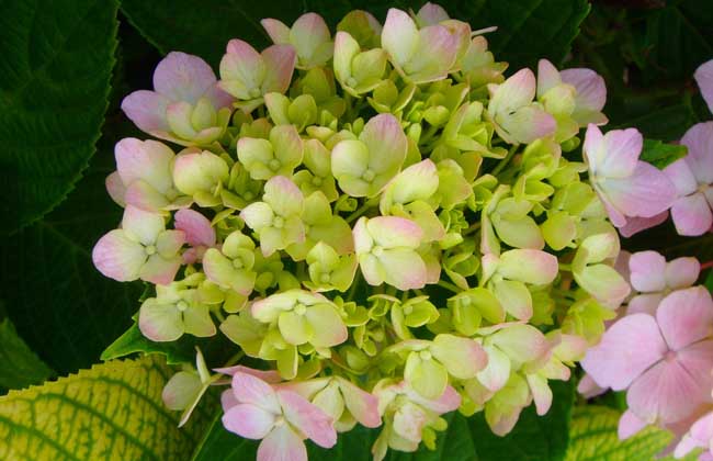 Why don't potted hydrangea blossom?