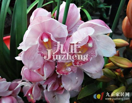 What are the diseases and insect pests of Cymbidium? How to prevent and cure?