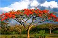 Phoenix wood, an amazingly beautiful fiery red tree species