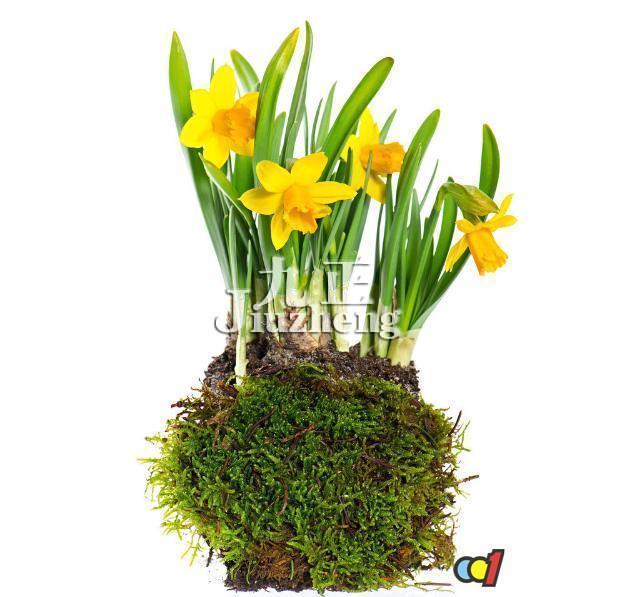 How to breed daffodils?