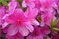 The difference between rhododendron and spring cuckoo breeding and garden use of rhododendron