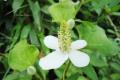 What are the effects and side effects of Houttuynia cordata?