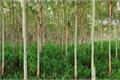 The function and harm of eucalyptus price and the introduction of eucalyptus price