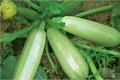 Nutritional value of zucchini