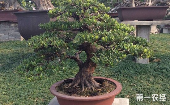 How to shape and trim the bonsai of Luohansong?