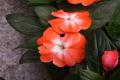 Cultivation methods of African impatiens, pictures of African impatiens