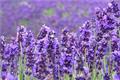 Lavender in Provence appreciate and feel the unique charm of lavender