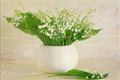 The cultivation method of Lily of the valley, the appreciation of the pictures of the valley of the valley